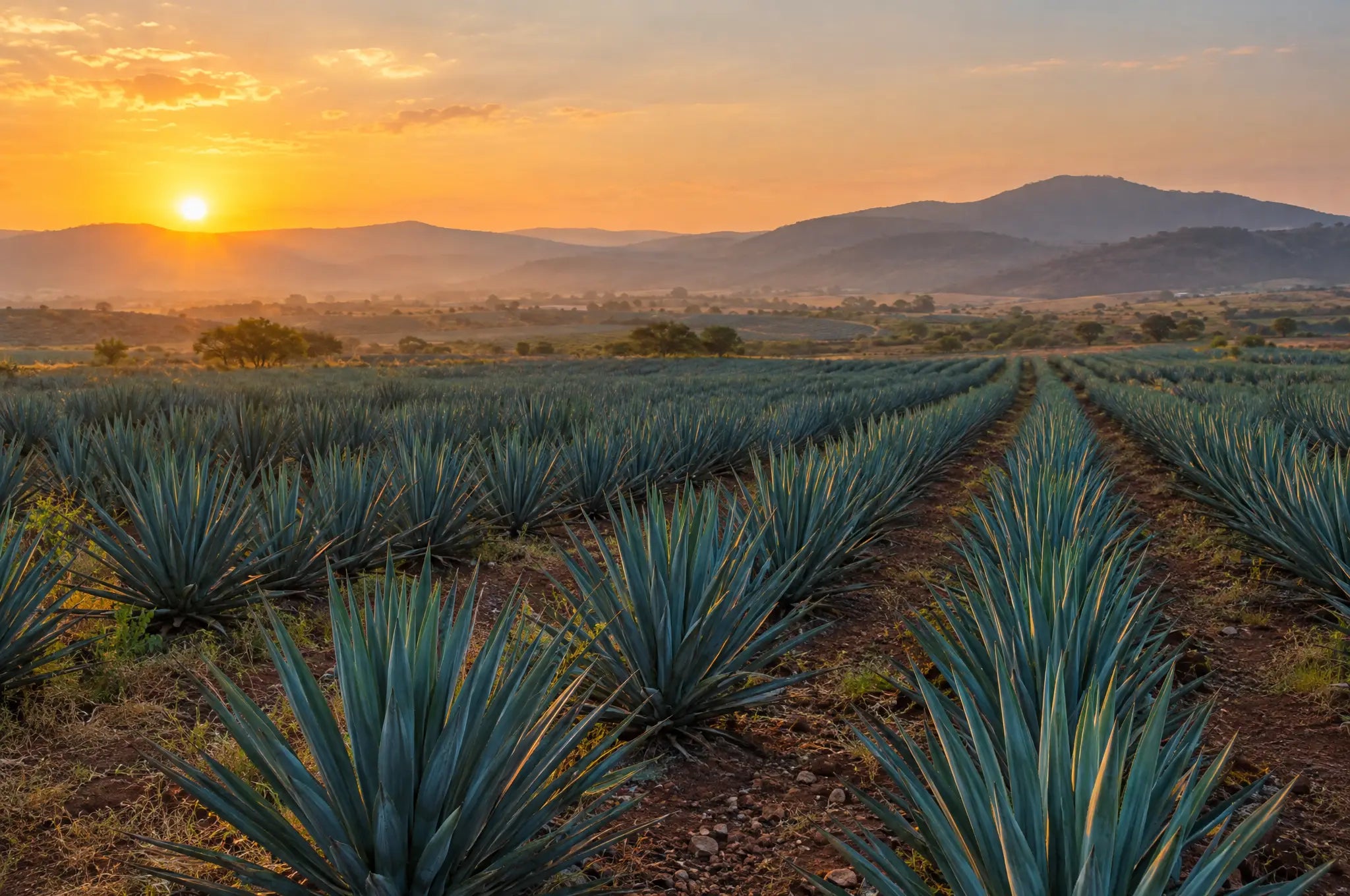 Illustrative image: blue agave fields in Jalisco at sunset